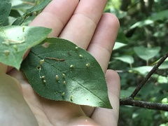 Eriophyes emarginatae