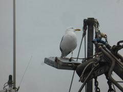 Larus argentatus