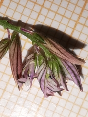 Polygala monspeliaca