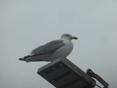 Larus argentatus