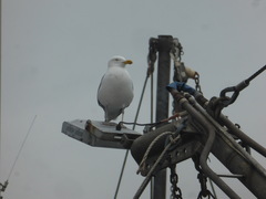 Larus argentatus