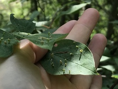 Eriophyes emarginatae