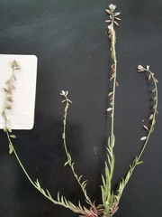 Polygala monspeliaca