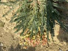 Astragalus suprapilosus