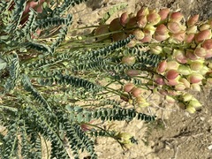 Astragalus suprapilosus