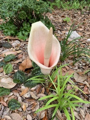 Amorphophallus bulbifer