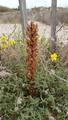 Orobanche litorea