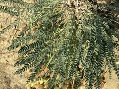 Astragalus suprapilosus