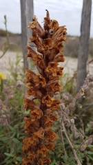 Orobanche litorea