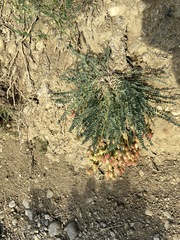 Astragalus suprapilosus