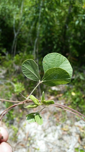 Image of Rhynchosia cinerea by (c) Jay Horn, some rights reserved (CC BY)