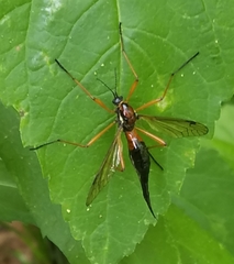 Tanyptera