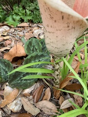 Amorphophallus bulbifer