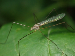 Dicranoptycha fuscescens