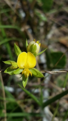 Image of Rhynchosia cinerea by (c) Jay Horn, some rights reserved (CC BY)