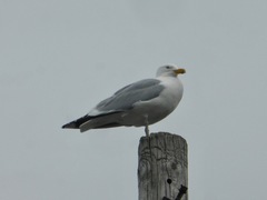 Larus argentatus