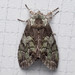 Mottled Prominent - Photo (c) Anna Bennett, some rights reserved (CC BY-NC), uploaded by Anna Bennett