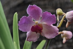 Vanda coerulea