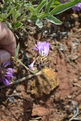 Psephellus carbonatus