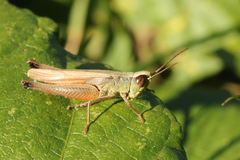 Amblytropidia australis