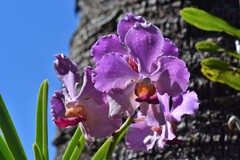 Vanda coerulea