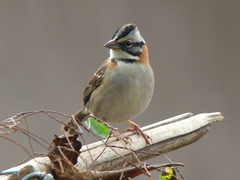Zonotrichia capensis