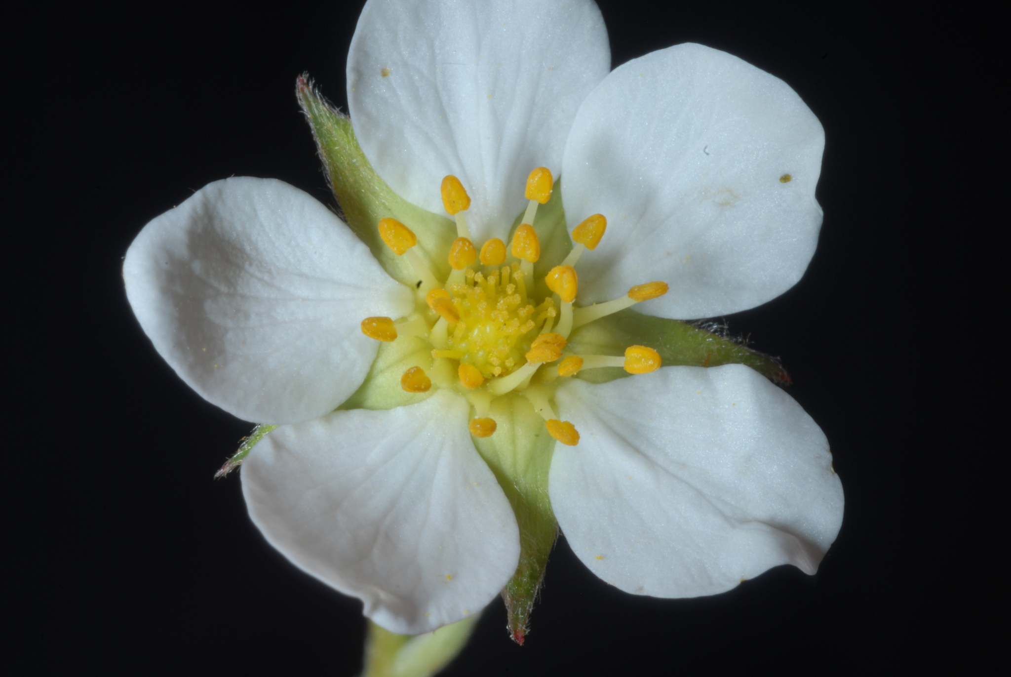 Fragaria virginiana ssp. virginiana