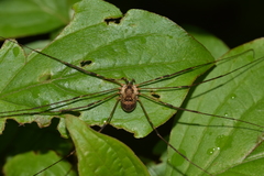 Amilenus aurantiacus