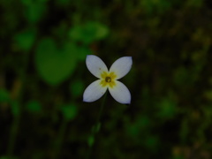 Houstonia caerulea
