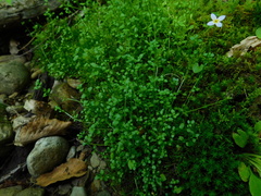 Houstonia caerulea