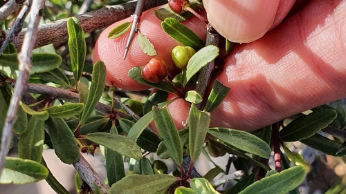 Rhamnus lycioides subsp. atlantica image