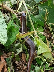 Diploglossus monotropis