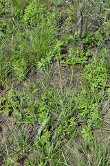 Pseudopodospermum strictum