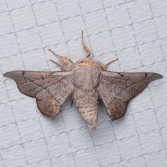 Cicinnus melsheimeri