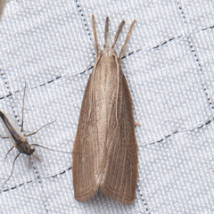 Donacaula roscidellus