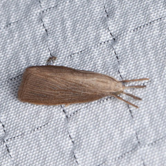 Donacaula roscidellus