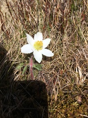 Pulsatilla alpina