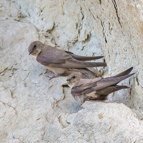 Avión roquero (Ptyonoprogne rupestris)
