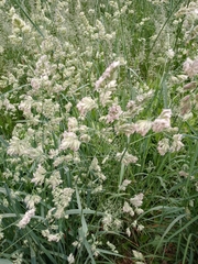 Dactylis glomerata