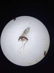 Anisopodidae