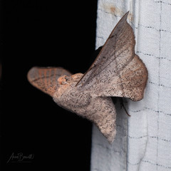 Cicinnus melsheimeri