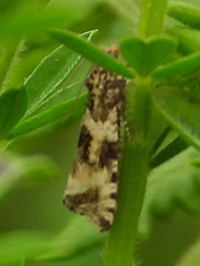 Syricoris
