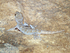 Mediodactylus heterocercus