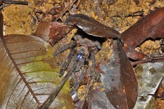 Ephebopus cyanognathus