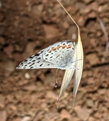 Euphilotes enoptes bayensis