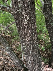 Quercus × hastingsii