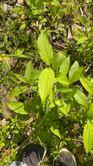 Rhamnus alnifolia