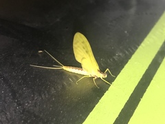 Ameletopsis perscitus