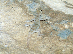 Mediodactylus heterocercus