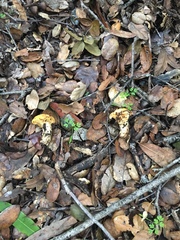 Cantharellus californicus